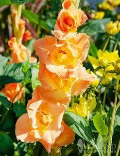 Menu Sunset Gladiolus Collection 31 Menu Sunset Gladiolus Collection -Outlet Holland Bulb Farms Store 76162 ovatie gladiolus 2 1