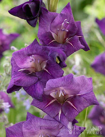 Menu Flirty Large Flowering Gladiolus 3 Menu Flirty Large Flowering Gladiolus