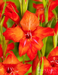 Menu Hardy Mini Gladiolus Collection -Outlet Holland Bulb Farms Store 76165 mirella gladiolus 2