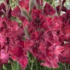 Menu Rostov Parrot Gladiolus 1 Menu Rostov Parrot Gladiolus -Outlet Holland Bulb Farms Store 76168 rostov parrot gladiolus