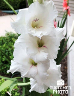 Menu Summer Moonlight Garden Flowers Collection -Outlet Holland Bulb Farms Store 76173 white gladiolus 2018 09 07 kellie jankowski