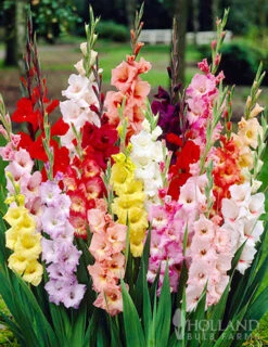 Menu Mixed Gladiolus