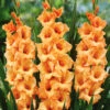 Menu Peter Pears Gladiolus -Outlet Holland Bulb Farms Store 76187 peter pears gladiolus