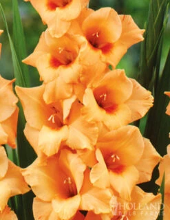 Menu Bright Colors Gladiolus Collection 11 Menu Bright Colors Gladiolus Collection -Outlet Holland Bulb Farms Store 76187 peter pears gladiolus 2 1