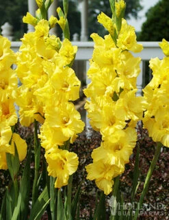 Menu Bright Colors Gladiolus Collection 12 Menu Bright Colors Gladiolus Collection -Outlet Holland Bulb Farms Store 76188 nova lux gladiolus