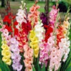 Menu Mixed Gladiolus Grower Special (120 Bulbs)