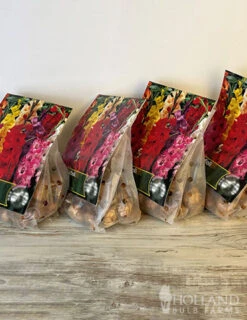 Menu Gladiolus Sampler Special Collection -Outlet Holland Bulb Farms Store 76193 mixed gladiolus 6 1