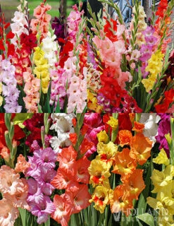 Menu Gladiolus Sampler Special Collection -Outlet Holland Bulb Farms Store 76194 gladiolus sampler special collection 3