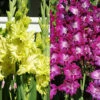 Menu Grape Gladiolus Collection 2 Menu Grape Gladiolus Collection -Outlet Holland Bulb Farms Store 76195 grape gladiolus garden collection