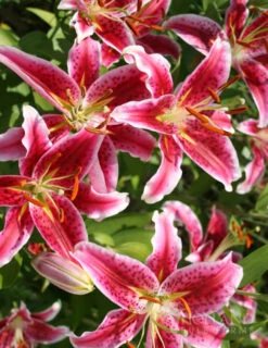 Menu Bulk Stargazer Lilies (100 Bulbs)