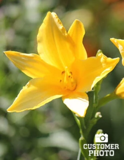 Menu Mid Summer Perennial Collection 20 Menu Mid Summer Perennial Collection -Outlet Holland Bulb Farms Store 77100 2018 07 11 stella d oro daylilies 4 joan geraldson