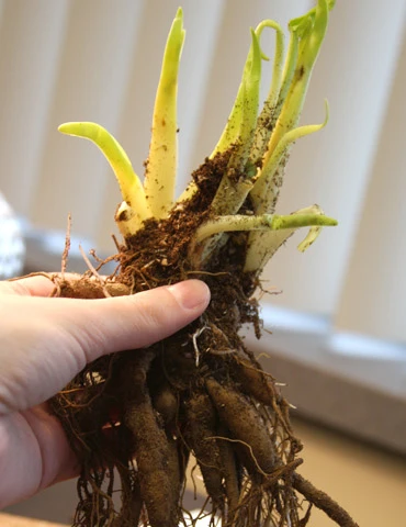 Menu Mid Summer Perennial Collection 6 Menu Mid Summer Perennial Collection - Image 4