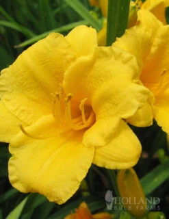 Menu Mid Summer Perennial Collection 19 Menu Mid Summer Perennial Collection -Outlet Holland Bulb Farms Store 77100 stella d oro daylily