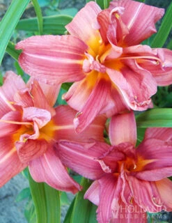 Menu Welcome To Our Home Garden Collection -Outlet Holland Bulb Farms Store 77102 double passion daylily 1