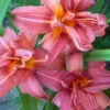 Menu Double Passion Daylily -Outlet Holland Bulb Farms Store 77102 double passion daylily