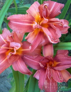 Menu Welcome To Our Home Garden Collection -Outlet Holland Bulb Farms Store 77102 double passion daylily 3