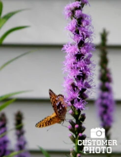 Menu Pollinator Pleaser Perennial Garden Collection -Outlet Holland Bulb Farms Store 77124 liatris 3
