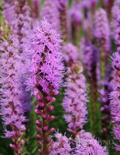 Menu Perennial Cutflower Garden -Outlet Holland Bulb Farms Store 77124 liatris 4