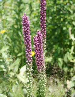 Menu Perennial Cutflower Garden -Outlet Holland Bulb Farms Store 77124 liatris or gayfeather 2