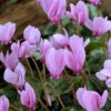 Menu Hardy Fall Cyclamen