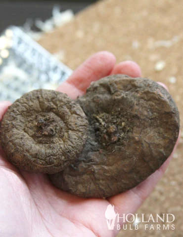 Menu Hardy Fall Cyclamen 4 Menu Hardy Fall Cyclamen - Image 2