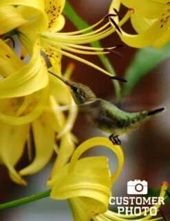 Menu Glowing Sunshine Lily Collection 18 Menu Glowing Sunshine Lily Collection -Outlet Holland Bulb Farms Store 77134 sundew double asiatic lily 3