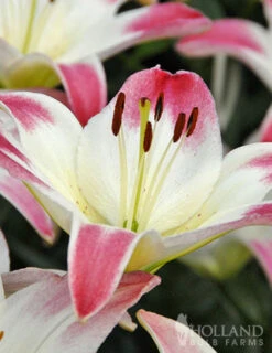 Menu Lollypop Asiatic Lily -Outlet Holland Bulb Farms Store 77149 lollypop asiatic lily 4