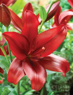 Menu Red Hot Lily Collection -Outlet Holland Bulb Farms Store 77151 red velvet lily 1