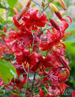 Menu Red Hot Lily Collection -Outlet Holland Bulb Farms Store 77151 red velvet lily 2 1