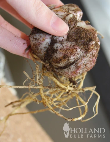 Menu Glowing Sunshine Lily Collection 9 Menu Glowing Sunshine Lily Collection - Image 7