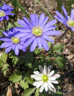 Menu Mixed Windflower -Outlet Holland Bulb Farms Store 77158 mixed windflowers 2