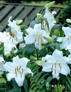 Menu White Stargazer Lily Collection 27 Menu White Stargazer Lily Collection -Outlet Holland Bulb Farms Store 77162 casa blanca oriental lily 2