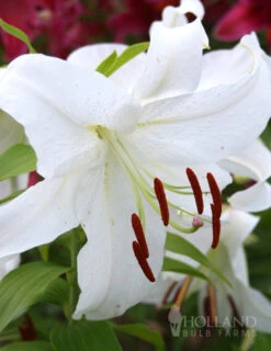 Menu White Stargazer Lily Collection 23 Menu White Stargazer Lily Collection -Outlet Holland Bulb Farms Store 77162 casa blanca oriental lily