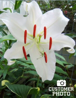 Menu Summer Lily Collection -Outlet Holland Bulb Farms Store 77162 casa blanca oriental lily 3 3