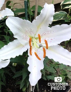 Menu White Stargazer Lily Collection 31 Menu White Stargazer Lily Collection -Outlet Holland Bulb Farms Store 77165 2018 07 20 muscadet oriental lily randy 1
