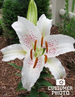 Menu White Stargazer Lily Collection 32 Menu White Stargazer Lily Collection -Outlet Holland Bulb Farms Store 77165 muscadet oriental lily 2 1