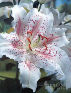 Menu White Stargazer Lily Collection 29 Menu White Stargazer Lily Collection -Outlet Holland Bulb Farms Store 77165 muscadet oriental lily 4 1