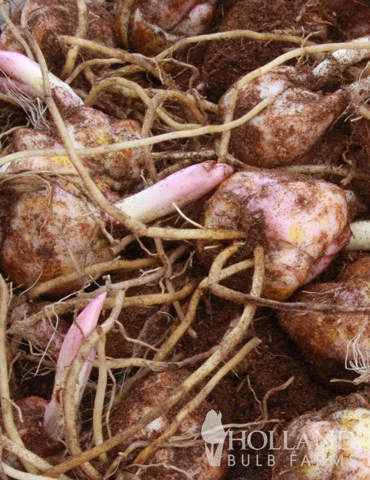 Menu Splash Of Summer Sun Garden Kit 8 Menu Splash Of Summer Sun Garden Kit - Image 6