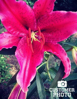 Menu Gran Tourismo Oriental Lily -Outlet Holland Bulb Farms Store 77175 gran tourismo oriental lily 2