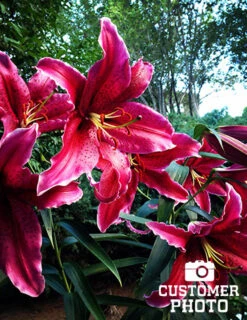 Menu Gran Tourismo Oriental Lily -Outlet Holland Bulb Farms Store 77175 gran tourismo oriental lily 3