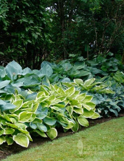 Menu Perennial Shade Value Collection -Outlet Holland Bulb Farms Store 77177 mixed hosta 1