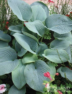 Menu Shady Summer Days Perennial Garden 22 Menu Shady Summer Days Perennial Garden -Outlet Holland Bulb Farms Store 77177 mixed hosta 2 2