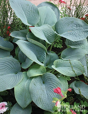 Menu Shady Summer Days Perennial Garden 7 Menu Shady Summer Days Perennial Garden - Image 5