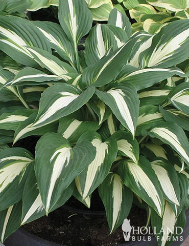 Menu Shady Summer Days Perennial Garden 10 Menu Shady Summer Days Perennial Garden - Image 8