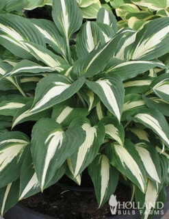 Menu Mixed Hosta Value Bag -Outlet Holland Bulb Farms Store 77177 mixed hosta 3