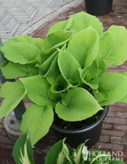 Menu Mixed Hosta Value Bag -Outlet Holland Bulb Farms Store 77177 mixed hosta 5