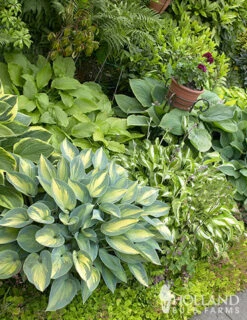 Menu Mixed Hosta Value Bag -Outlet Holland Bulb Farms Store 77177 mixed hosta 6