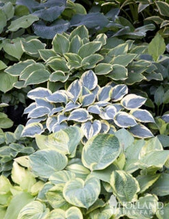 Menu Perennial Shade Value Collection -Outlet Holland Bulb Farms Store 77177 mixed hosta 7 1