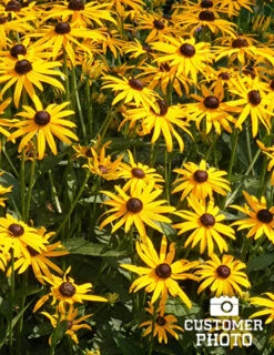 Menu Perennial Cutflower Garden -Outlet Holland Bulb Farms Store 77190 2018 07 11 black eyed susan joan geraldson 1