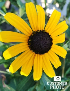 Menu Perennial Cutflower Garden -Outlet Holland Bulb Farms Store 77190 2018 07 23 black eyed susan maria sanchez 1
